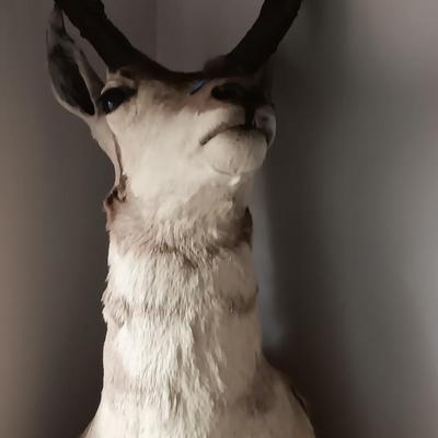Antelope mount