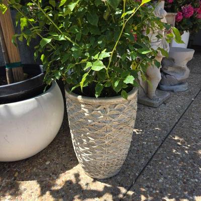 Pots and planters various sizes- (roses not potted)