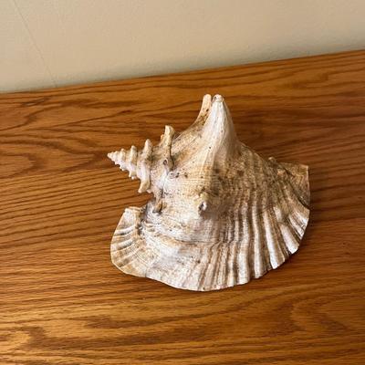 Queen Conch Shell