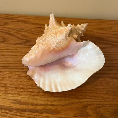 Queen Conch Shell