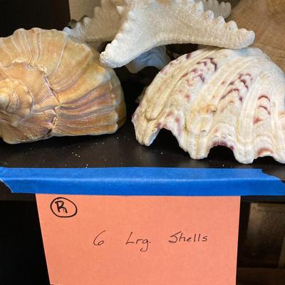 6 Large shells