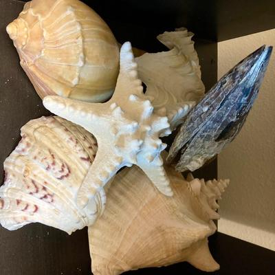 6 Large shells