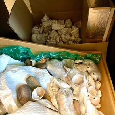 Lot of 2 boxes shells