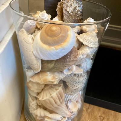 2 Large containers of Medium Shells