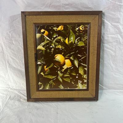 Real Wood Frame with burlap mesh framing a Nature Photograph of a lemon tree