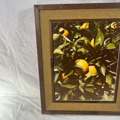 Real Wood Frame with burlap mesh framing a Nature Photograph of a lemon tree