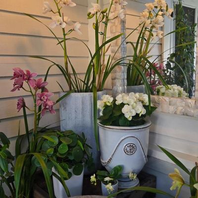 Sale Photo Thumbnail #40: Few remaning Planters and pots