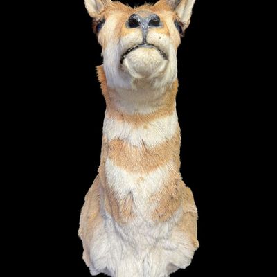 Sale Photo Thumbnail #576: This has distinctive reddish-tan and white horizontal stripes across the throat and neck, with one dark hooked horn. The other horn may be incomplete. There is age related wear. Measurement: 29”H x 11”W. [VB]