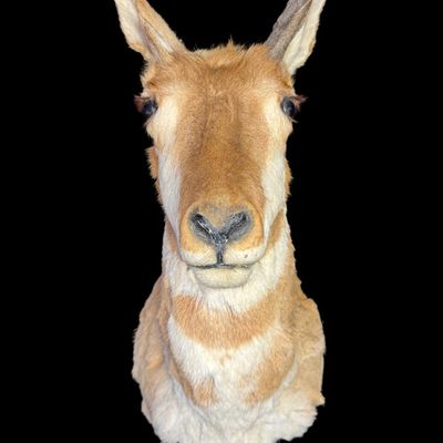 Sale Photo Thumbnail #577: This has distinctive reddish-tan and white horizontal stripes across the throat and neck, with one dark hooked horn. The other horn may be incomplete. There is age related wear. Measurement: 29”H x 11”W. [VB]