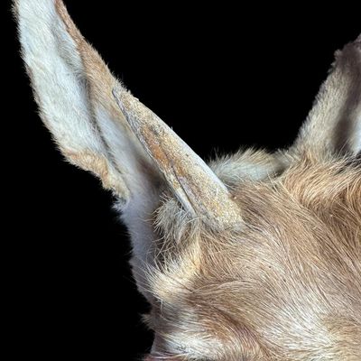 Sale Photo Thumbnail #580: This has distinctive reddish-tan and white horizontal stripes across the throat and neck, with one dark hooked horn. The other horn may be incomplete. There is age related wear. Measurement: 29”H x 11”W. [VB]