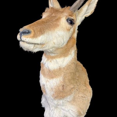 Sale Photo Thumbnail #578: This has distinctive reddish-tan and white horizontal stripes across the throat and neck, with one dark hooked horn. The other horn may be incomplete. There is age related wear. Measurement: 29”H x 11”W. [VB]