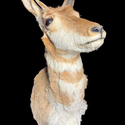 Sale Photo Thumbnail #579: This has distinctive reddish-tan and white horizontal stripes across the throat and neck, with one dark hooked horn. The other horn may be incomplete. There is age related wear. Measurement: 29”H x 11”W. [VB]