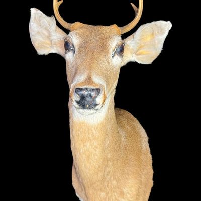 Sale Photo Thumbnail #589: This mount features small, sharp antlers with clear main beams and subtle brow tines growing above its large, lifelike glass eyes. There is age related wear to the ears. Measurement: 26”H x 14”W. [VB]