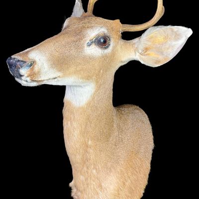 Sale Photo Thumbnail #590: This mount features small, sharp antlers with clear main beams and subtle brow tines growing above its large, lifelike glass eyes. There is age related wear to the ears. Measurement: 26”H x 14”W. [VB]
