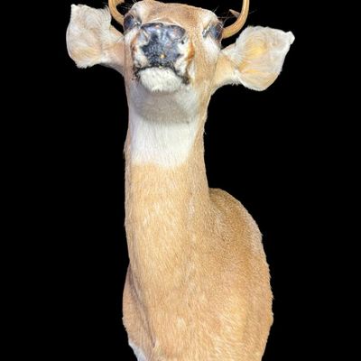 Sale Photo Thumbnail #588: This mount features small, sharp antlers with clear main beams and subtle brow tines growing above its large, lifelike glass eyes. There is age related wear to the ears. Measurement: 26”H x 14”W. [VB]