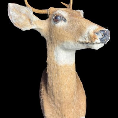 Sale Photo Thumbnail #591: This mount features small, sharp antlers with clear main beams and subtle brow tines growing above its large, lifelike glass eyes. There is age related wear to the ears. Measurement: 26”H x 14”W. [VB]