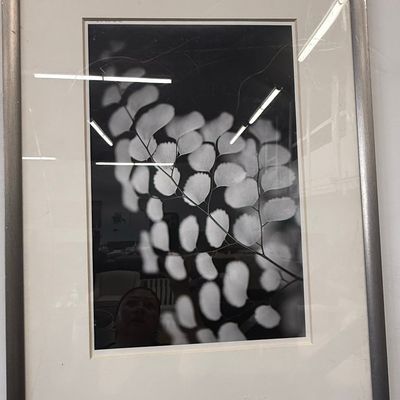 Sale Photo Thumbnail #339: Black and White Botanical Fern Photography Print
