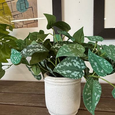 Sale Photo Thumbnail #394: Artificial Scindapsus Pictus (Satin Pothos) in Ceramic Pot