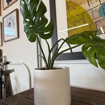 Sale Photo Thumbnail #39: Artificial Monstera Deliciosa in White Ceramic Cylinder Planter