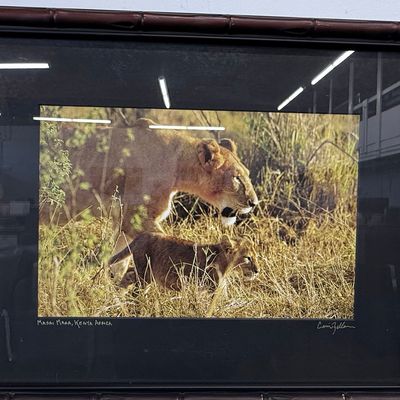 Sale Photo Thumbnail #164: Cari Zellan Signed Lioness and Cub Photograph