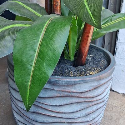 Sale Photo Thumbnail #431: Artificial Dracaena Plant in Textured Ceramic Planter