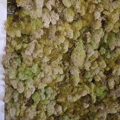 Sale Photo Thumbnail #434: Large Preserved Reindeer Moss Wall Art 8'x5'