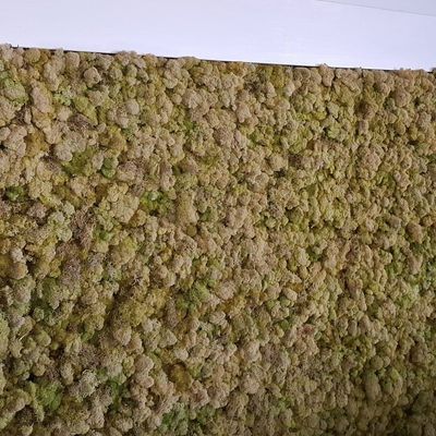 Sale Photo Thumbnail #435: Large Preserved Reindeer Moss Wall Art 8'x5'