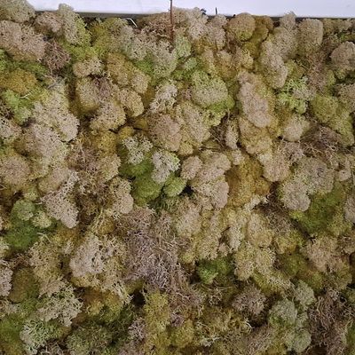 Sale Photo Thumbnail #437: Large Preserved Reindeer Moss Wall Art 8'x5'