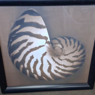 Sale Photo Thumbnail #469: Tiger Nautilus Shell Framed Print