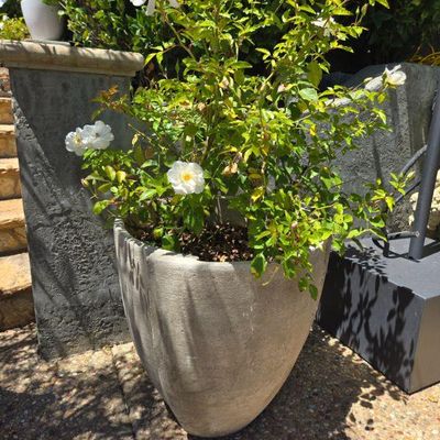 Concrete modern pots LARGE WHITE ROSES 