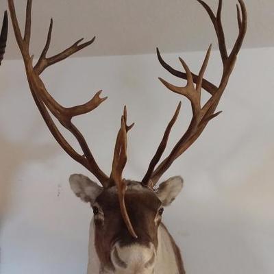 Caribou shoulder mount #608