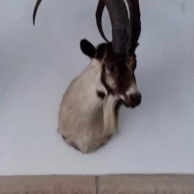 Ibex #601
