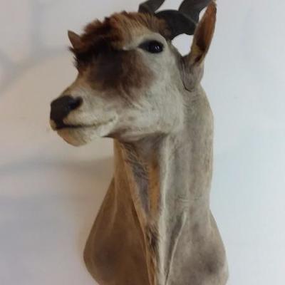 Lord Derby Eland #102