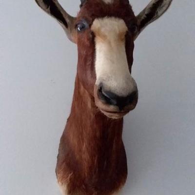 Blesbok #110