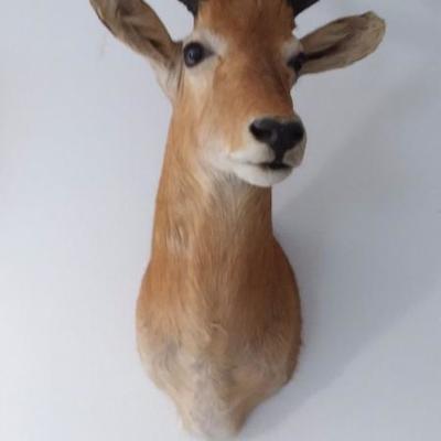 Impala shoulder mount #141