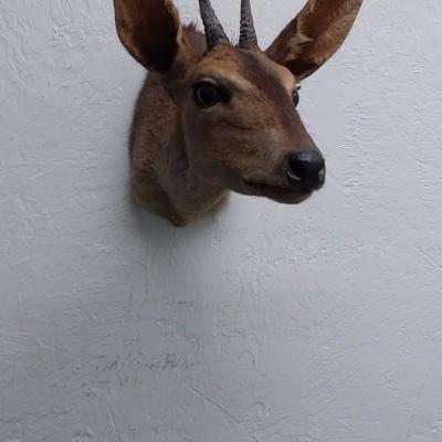 Grey Duiker #111