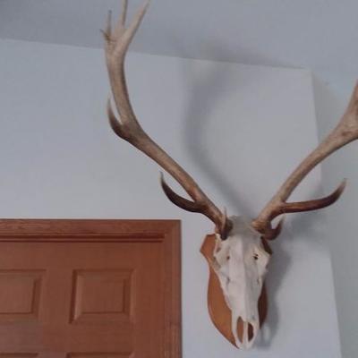 Alaskan Elk European mount #625