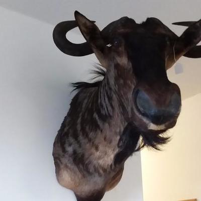 Blue Wildebeest shoulder mount #120