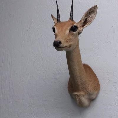 Oribi shoulder mount #115