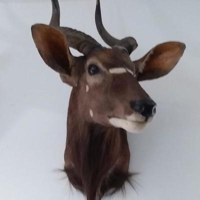 Nyala shoulder mount  #109
