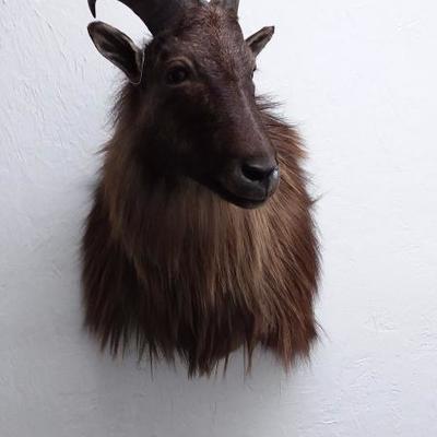 Himalayan Tahr shoulder mount #611