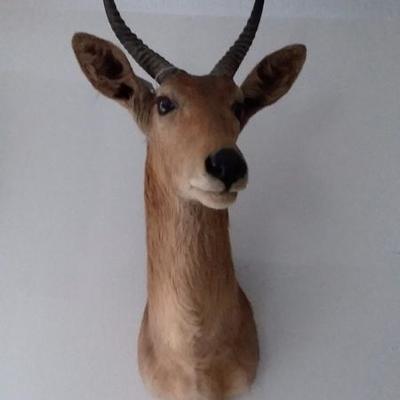 Common Reedbok shoulder mount #142