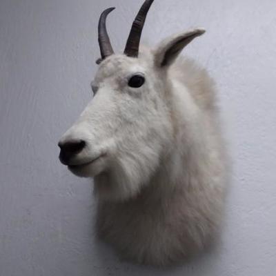 Mountain goat shoulder mount #609