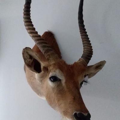 Kafue Flats Lechwe shoulder mount #106