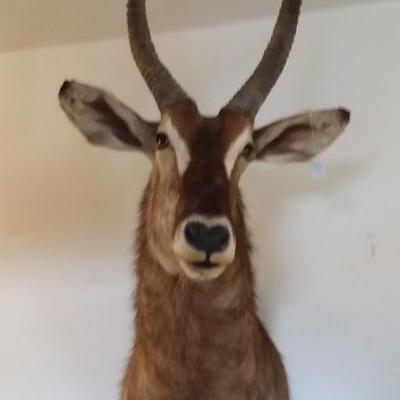 Waterbuck #100