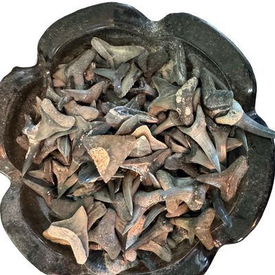 Sale Photo Thumbnail #366: Includes hundreds of teeth and other fossils. The shark jaw measures 9.5” wide.