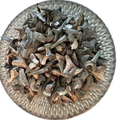 Sale Photo Thumbnail #363: Includes hundreds of teeth and other fossils. The shark jaw measures 9.5” wide.