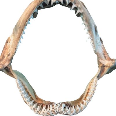 Sale Photo Thumbnail #367: Includes hundreds of teeth and other fossils. The shark jaw measures 9.5” wide.