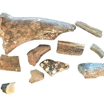 Sale Photo Thumbnail #364: Includes hundreds of teeth and other fossils. The shark jaw measures 9.5” wide.