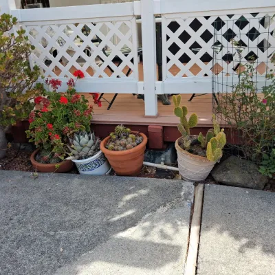 Sale Photo Thumbnail #744: Assorted potted plants and decorative planters